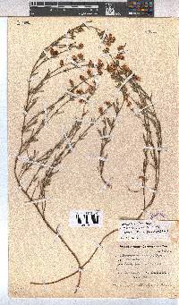 Hermannia linifolia image