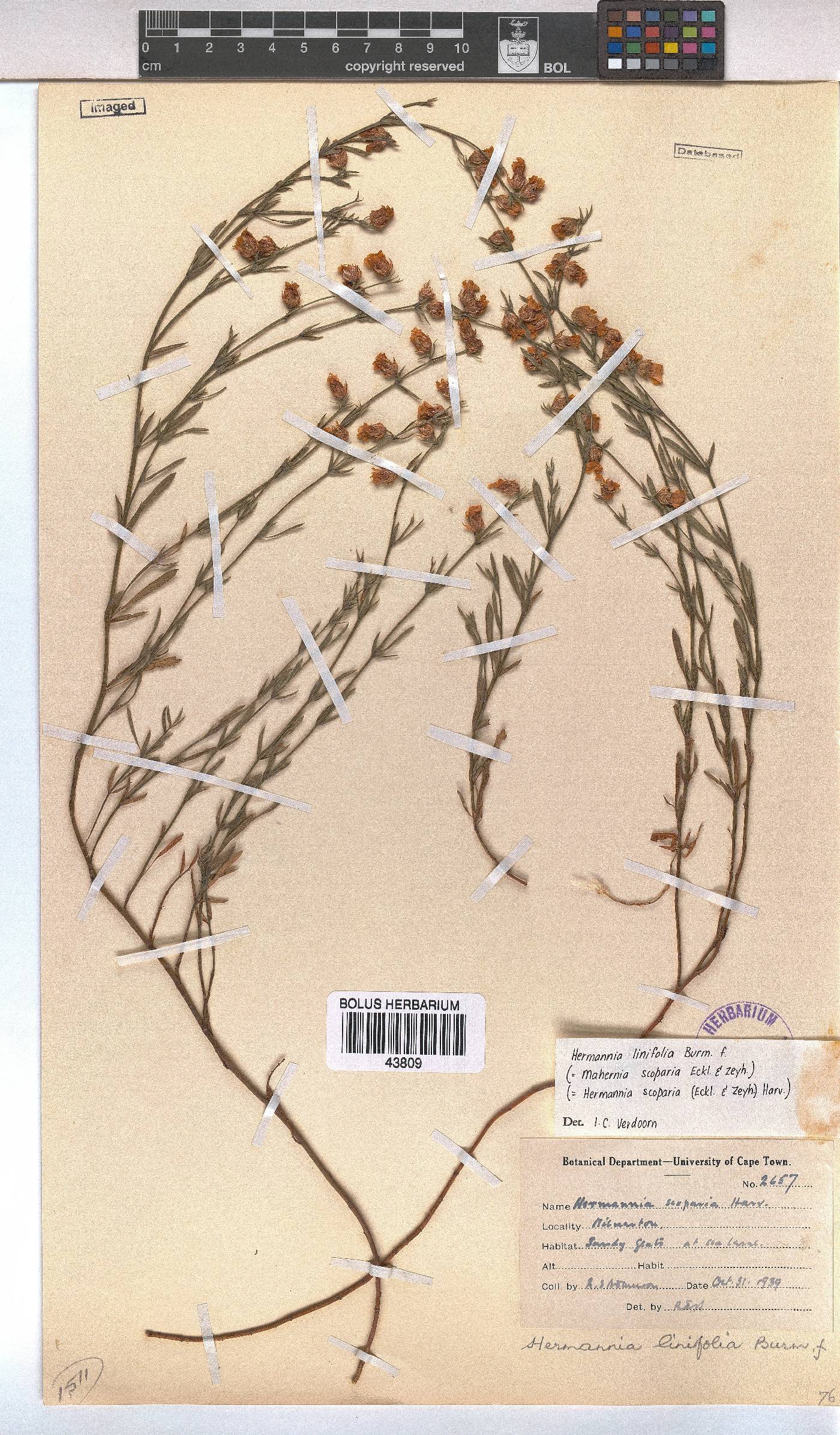 Hermannia linifolia image
