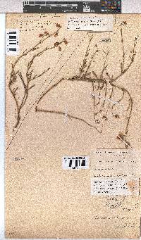 Hermannia linifolia image