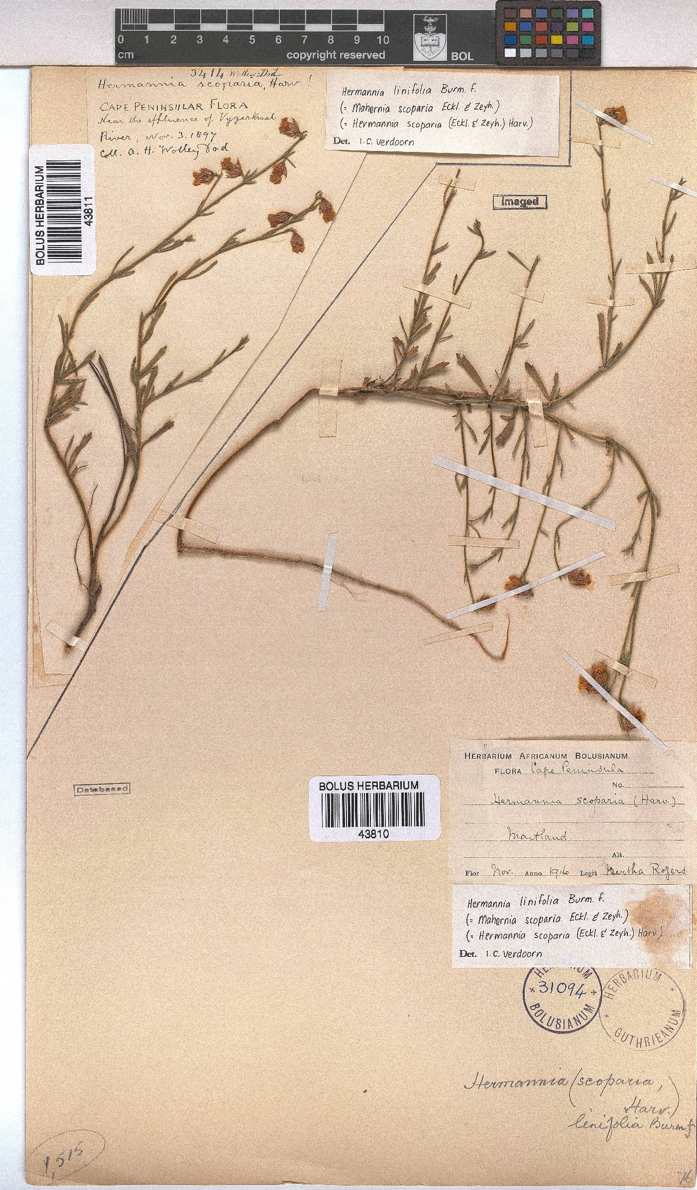 Hermannia linifolia image