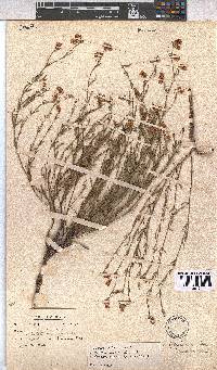 Hermannia linifolia image