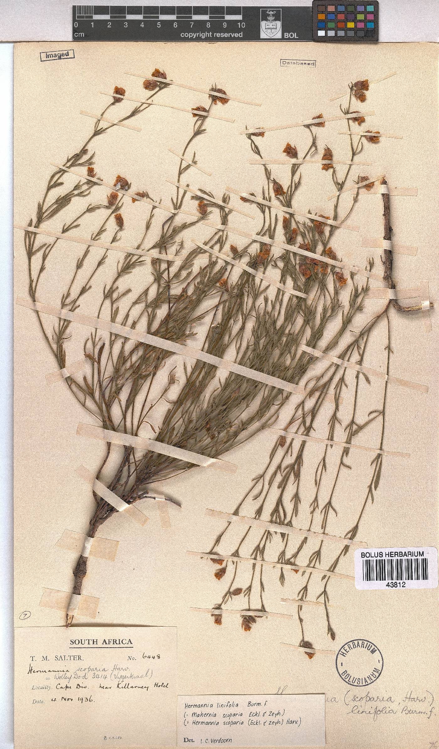 Hermannia linifolia image