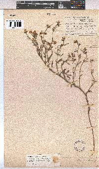 Hermannia linifolia image
