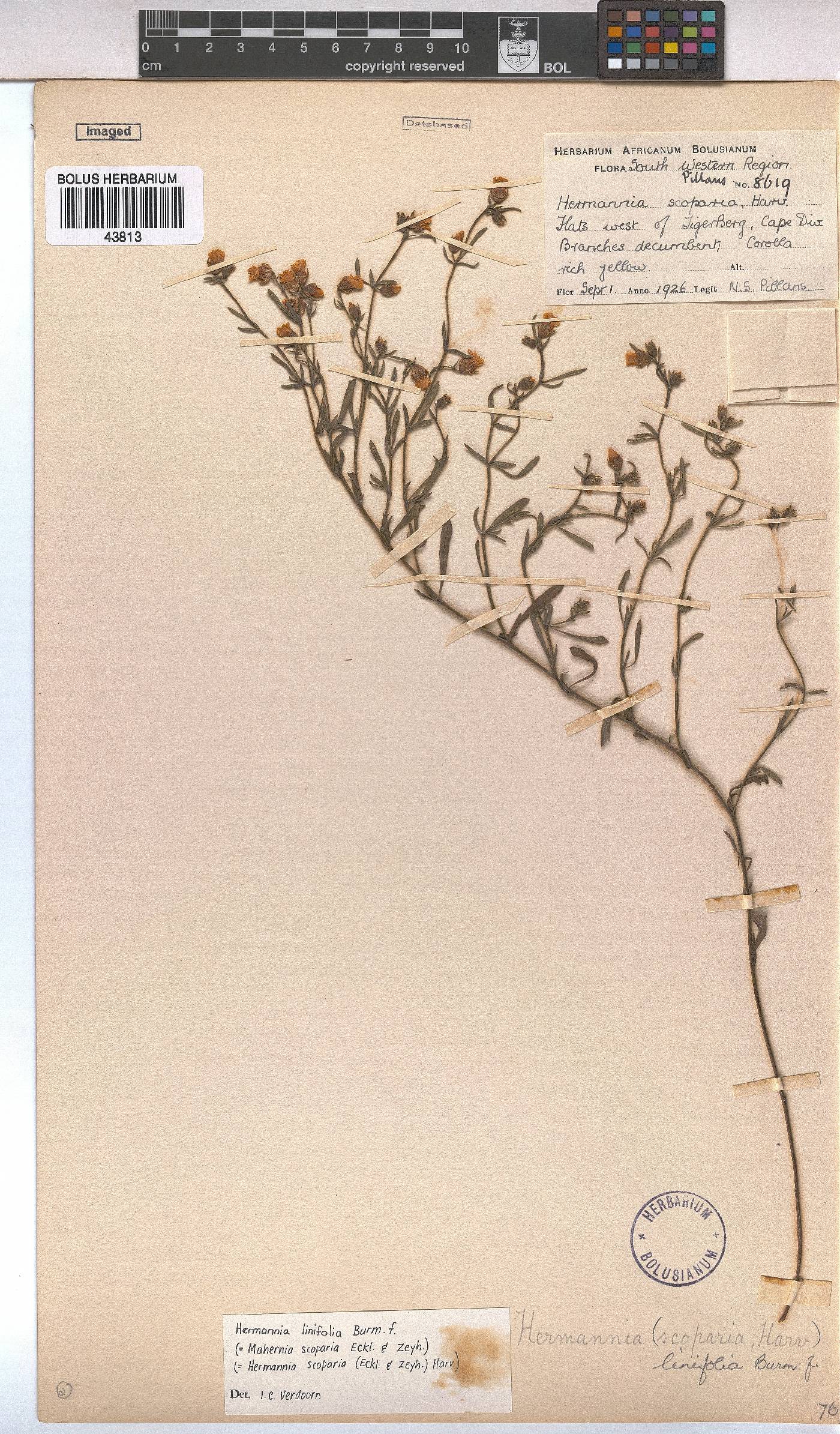 Hermannia linifolia image