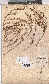 Hermannia linifolia image