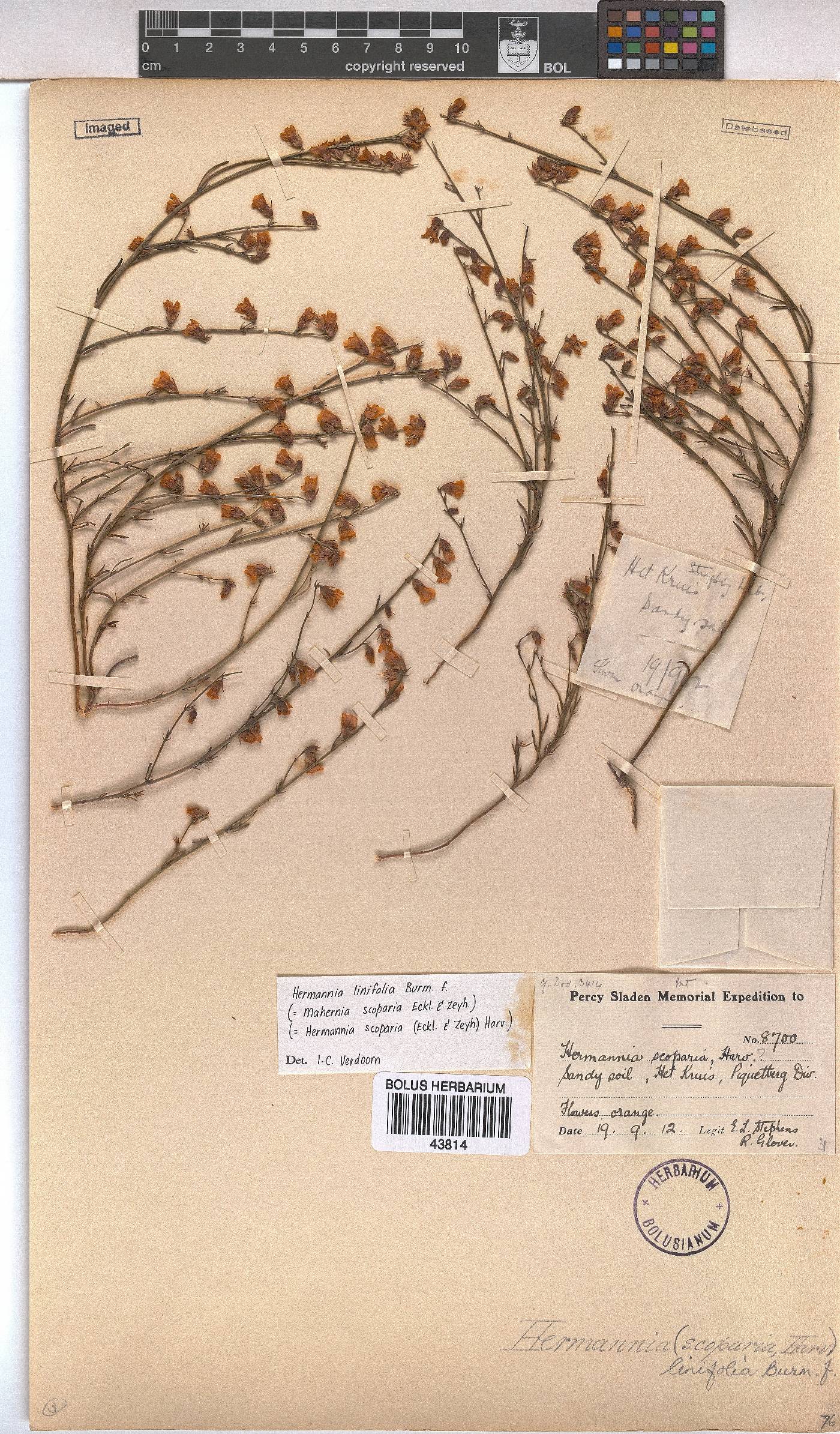 Hermannia linifolia image