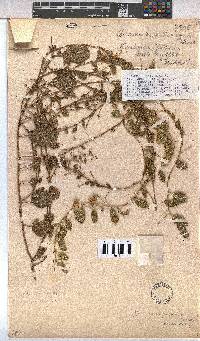 Hermannia eenii image