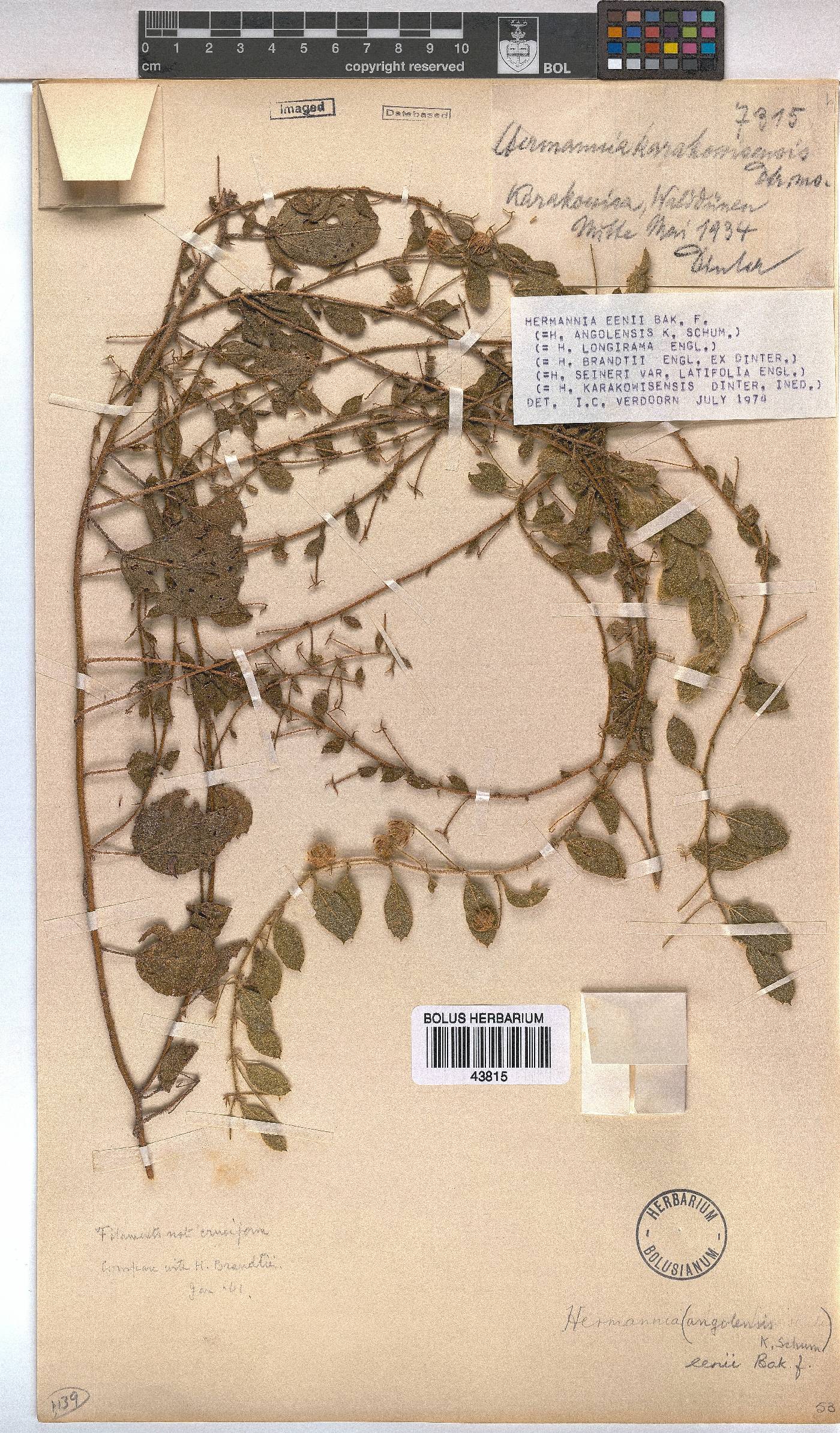 Hermannia eenii image