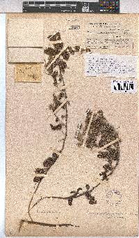 Hermannia eenii image
