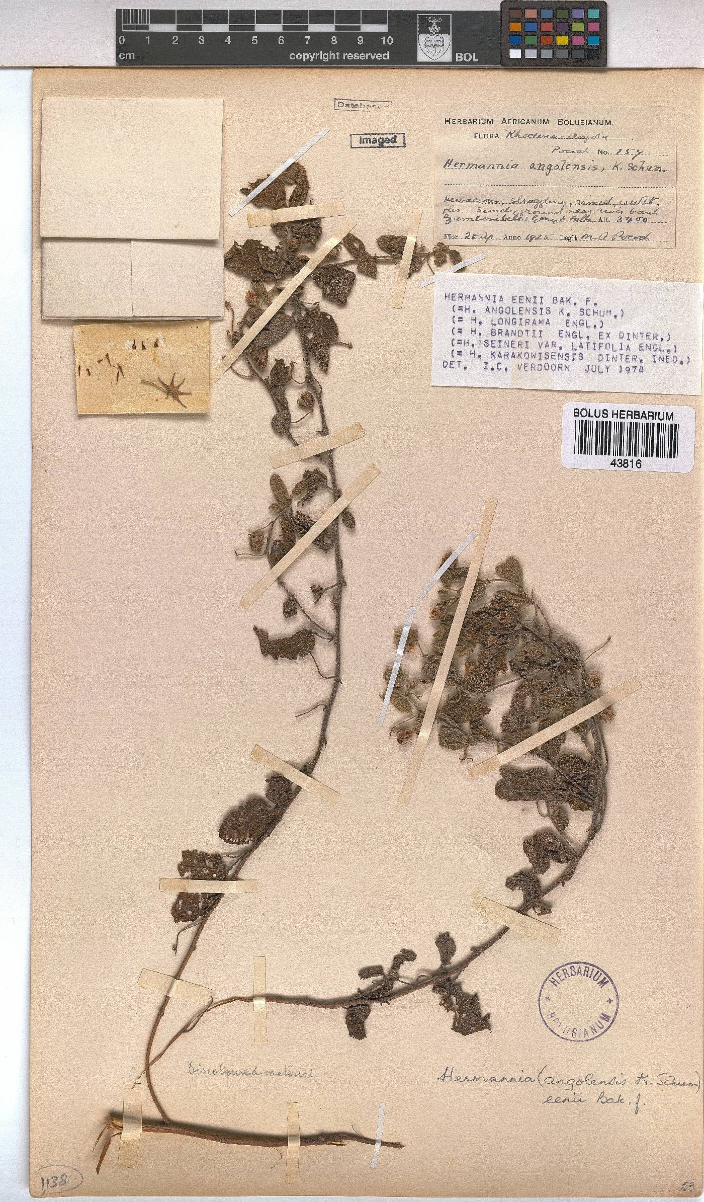 Hermannia eenii image