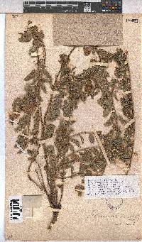 Hermannia eenii image