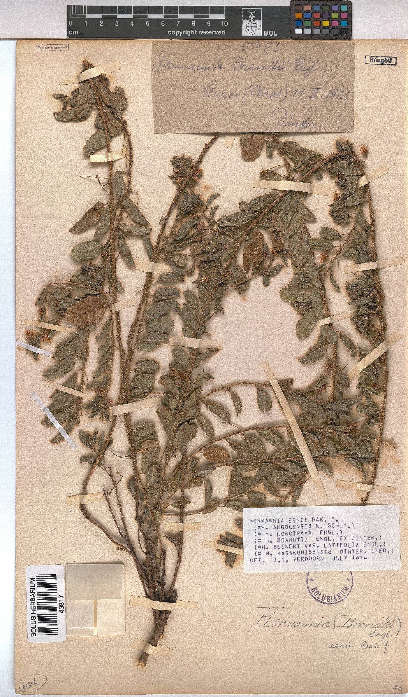 Hermannia eenii image