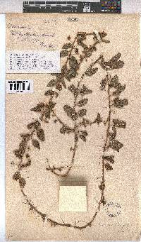 Hermannia eenii image