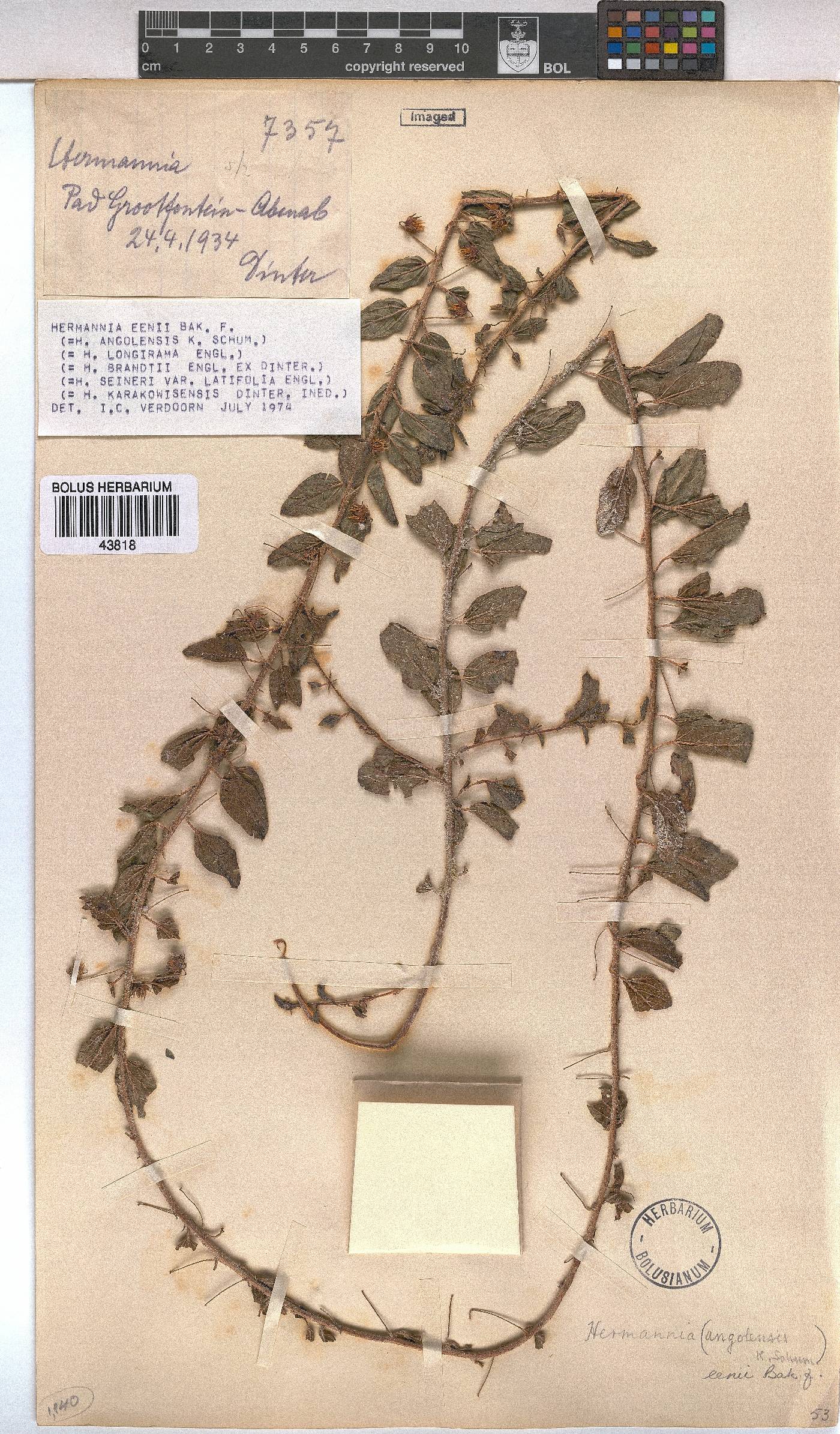 Hermannia eenii image