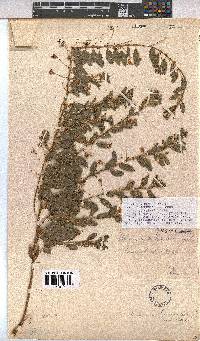 Hermannia eenii image