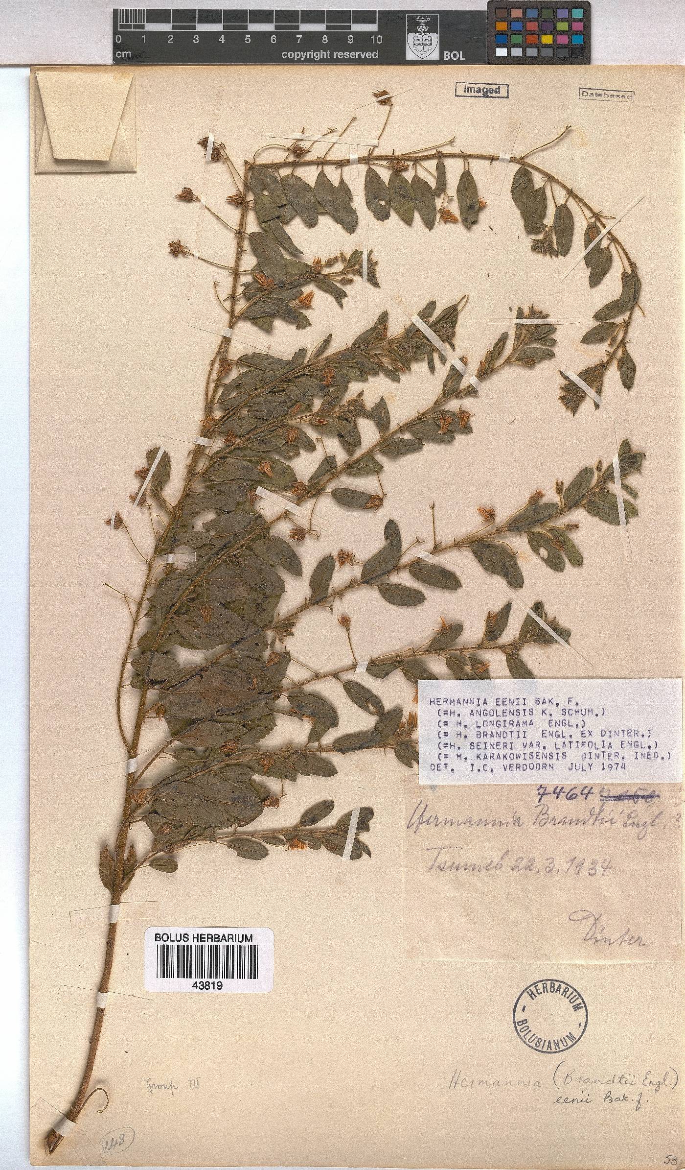Hermannia eenii image