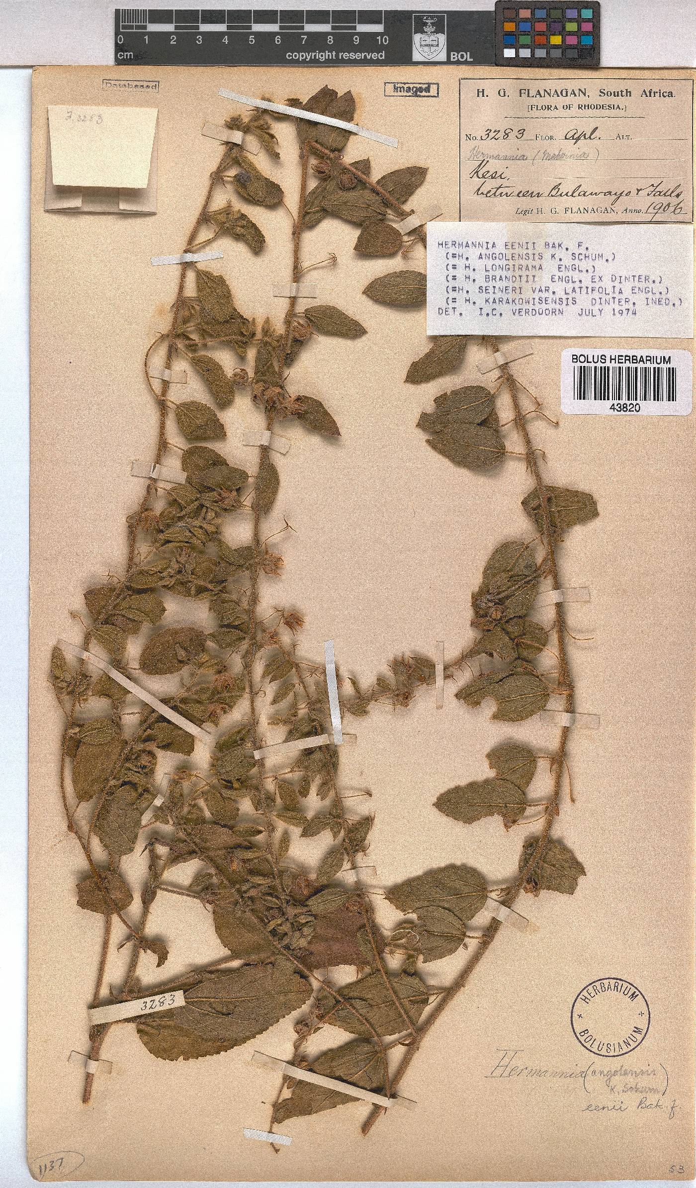 Hermannia eenii image