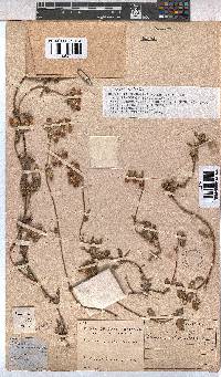 Hermannia decumbens image