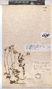 Hermannia decumbens image