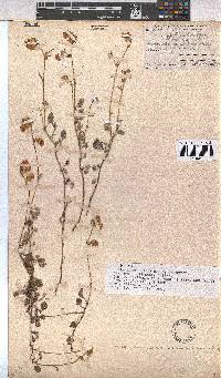 Hermannia decumbens image