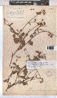 Hermannia decumbens image
