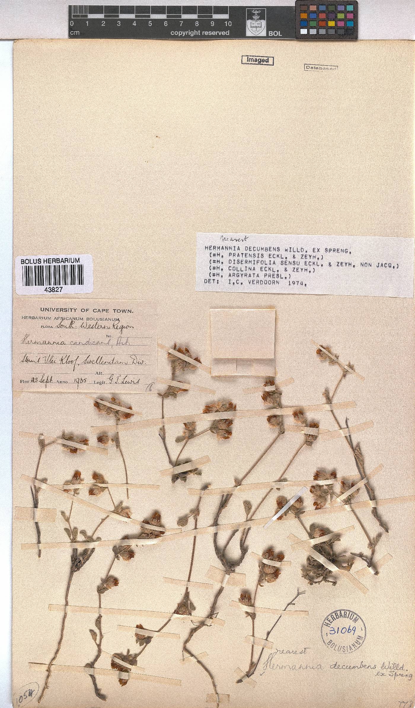 Hermannia decumbens image