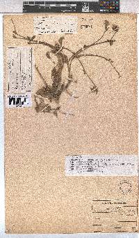 Hermannia decumbens image