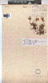 Hermannia decumbens image