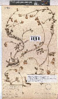 Hermannia decumbens image