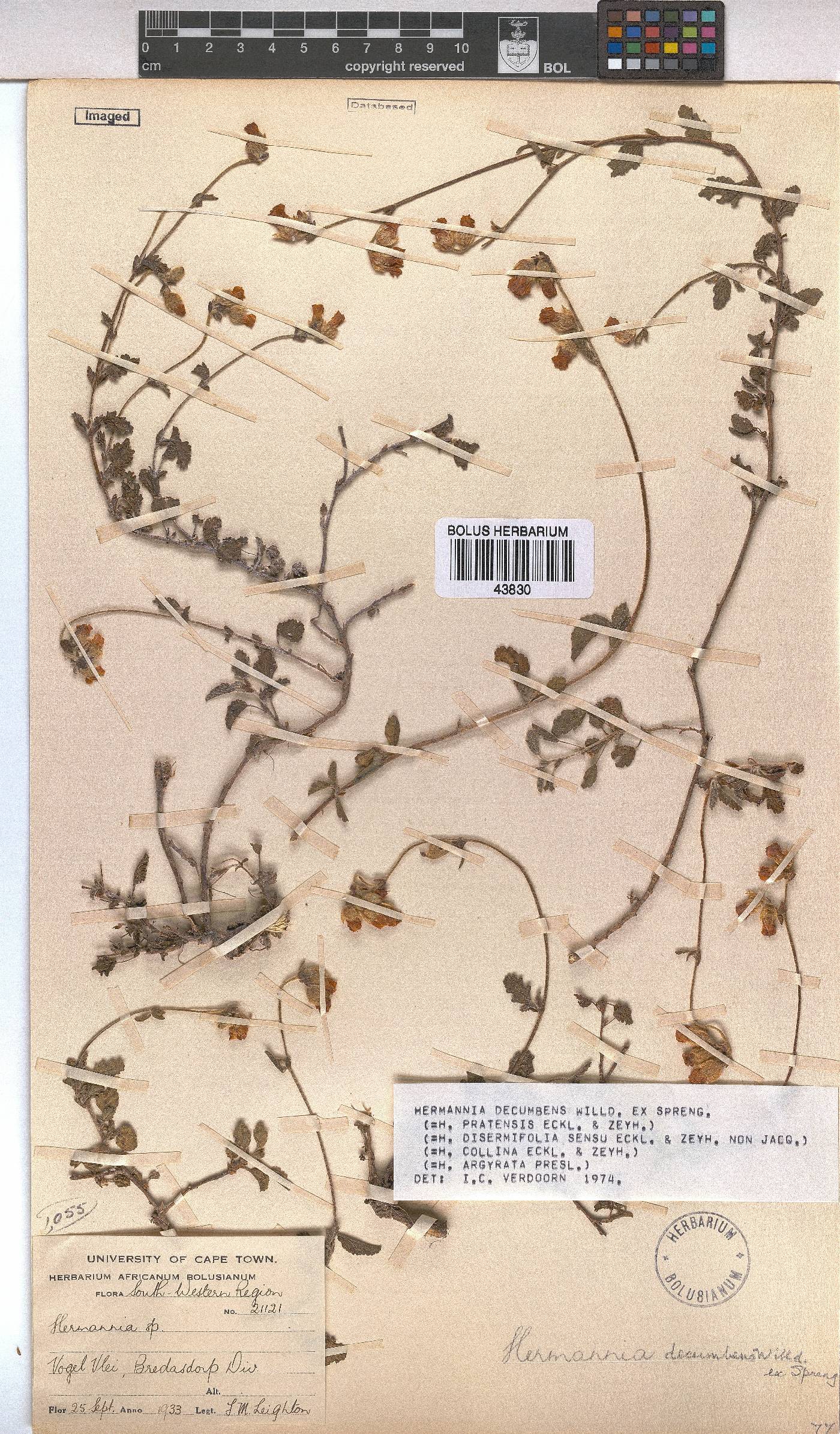 Hermannia decumbens image