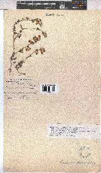 Hermannia decumbens image