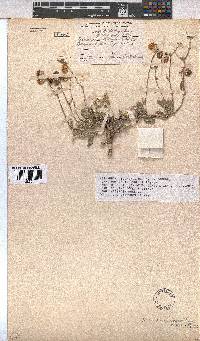 Hermannia decumbens image