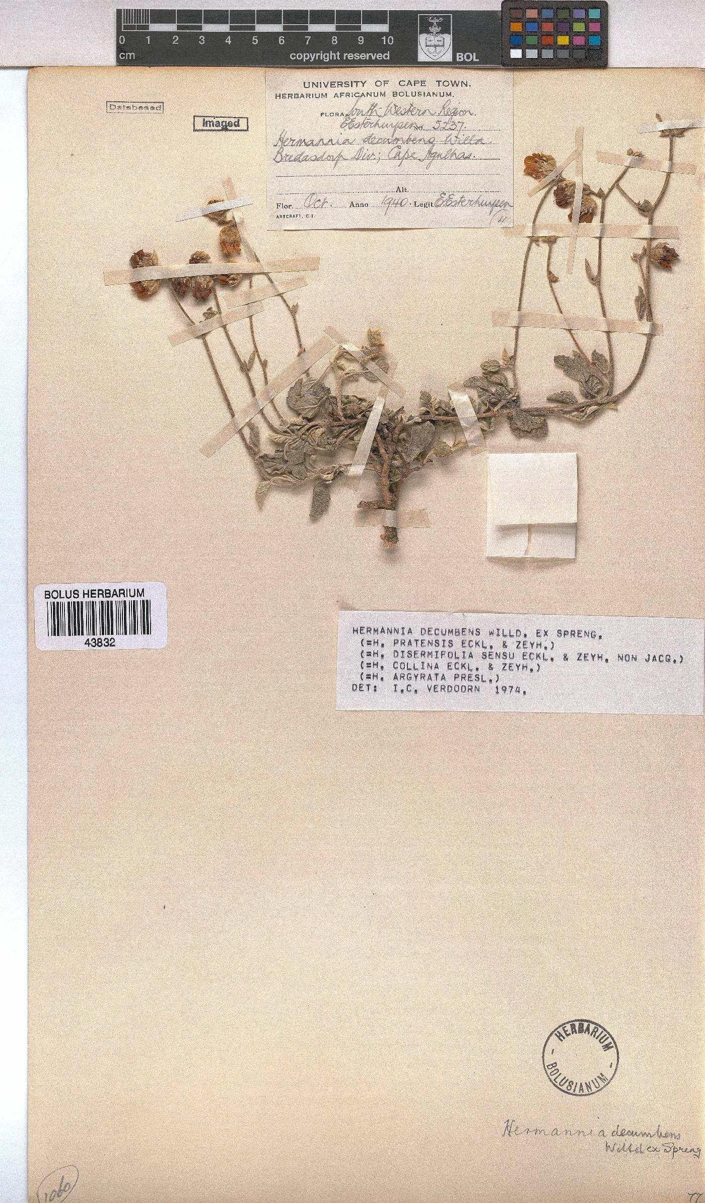 Hermannia decumbens image