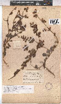 Hermannia decumbens image