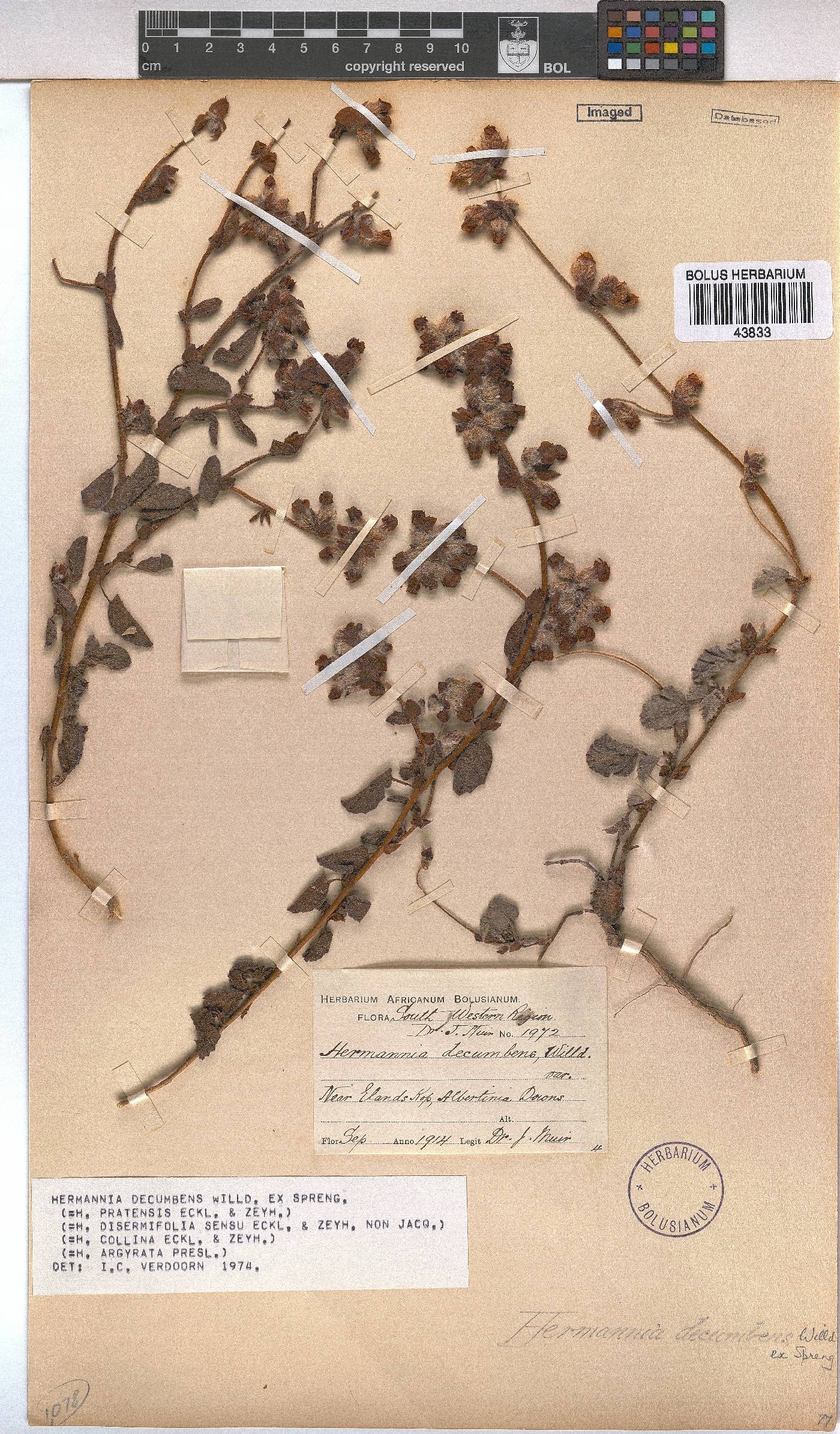 Hermannia decumbens image