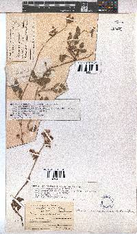 Hermannia decumbens image