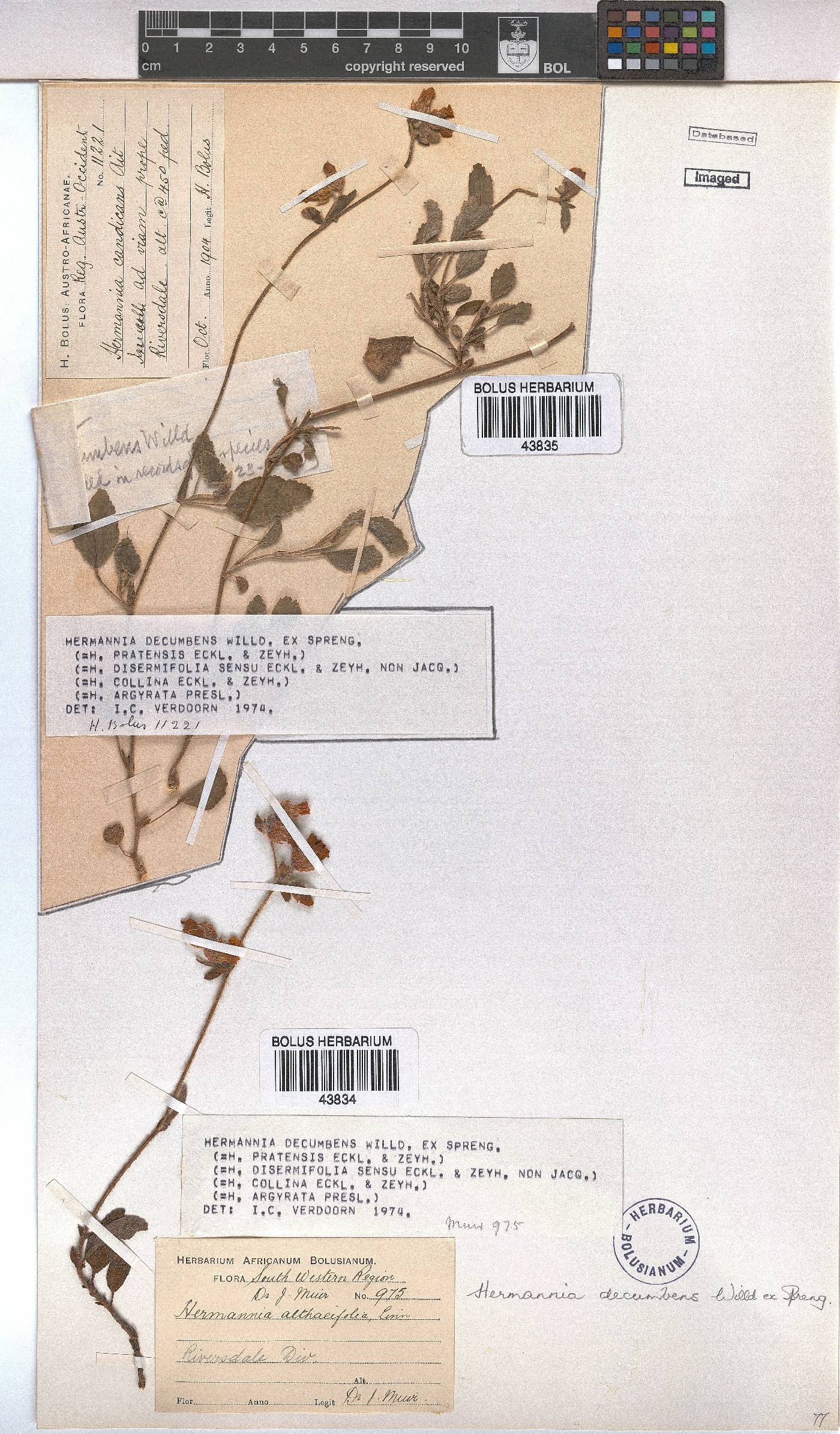 Hermannia decumbens image