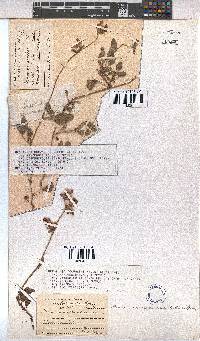 Hermannia decumbens image