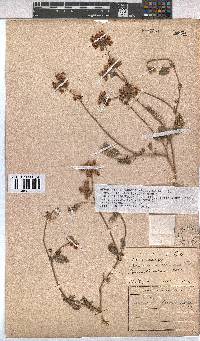 Hermannia decumbens image