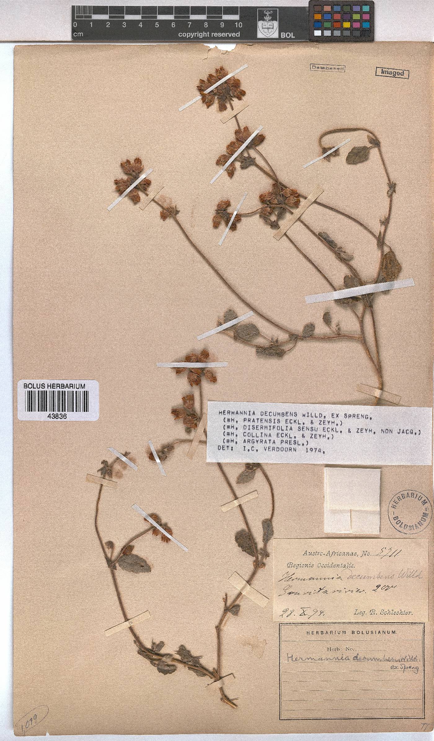 Hermannia decumbens image