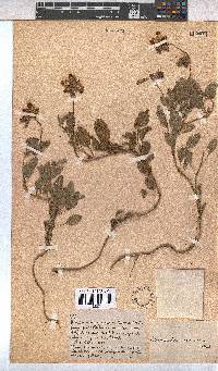 Hermannia decumbens image