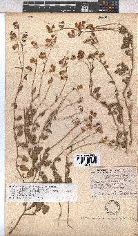 Hermannia decumbens image