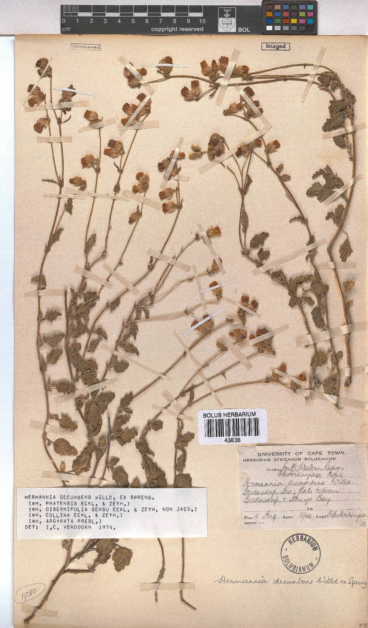 Hermannia decumbens image