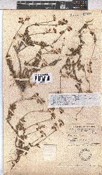 Hermannia decumbens image