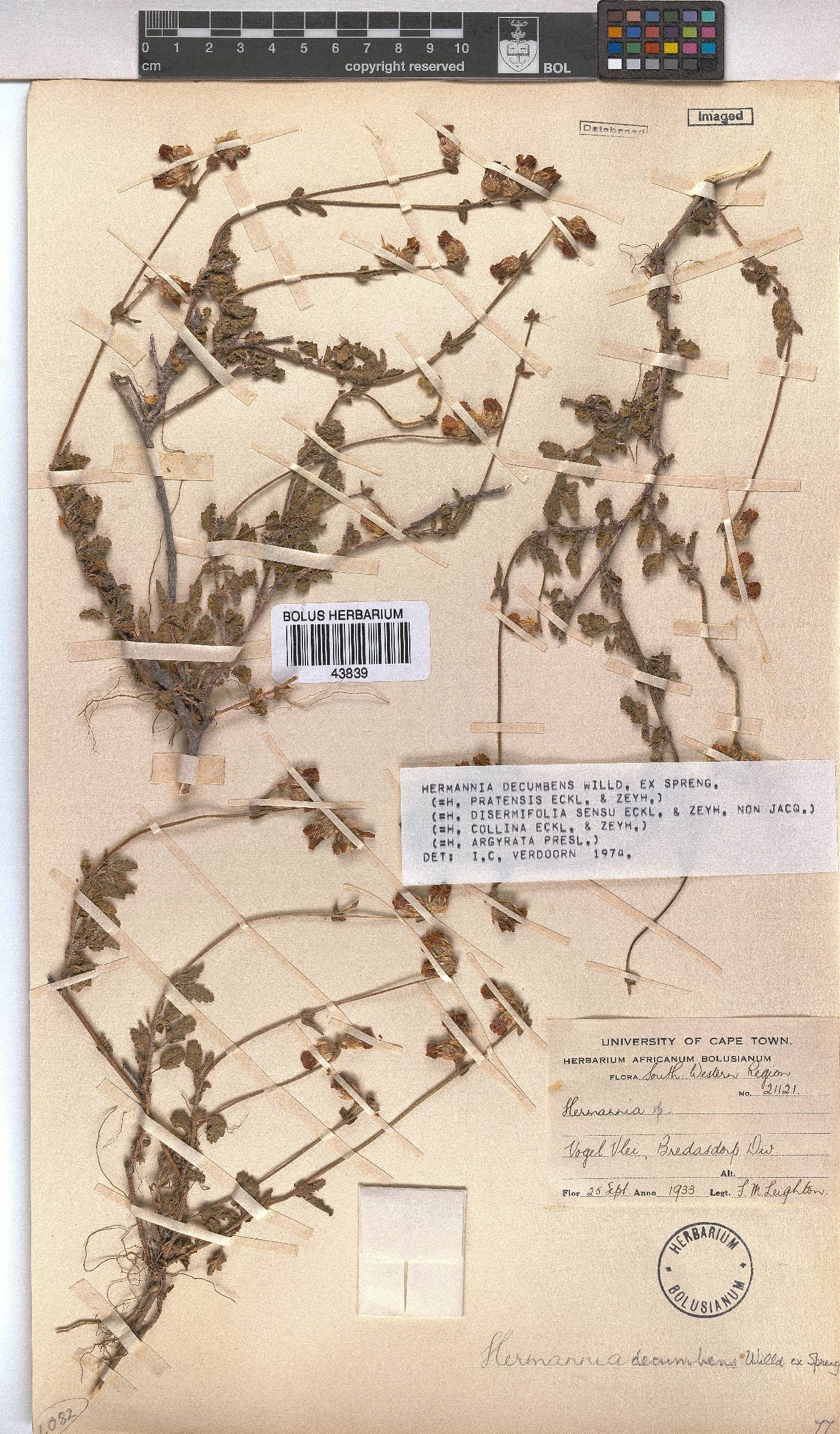 Hermannia decumbens image