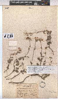 Hermannia decumbens image