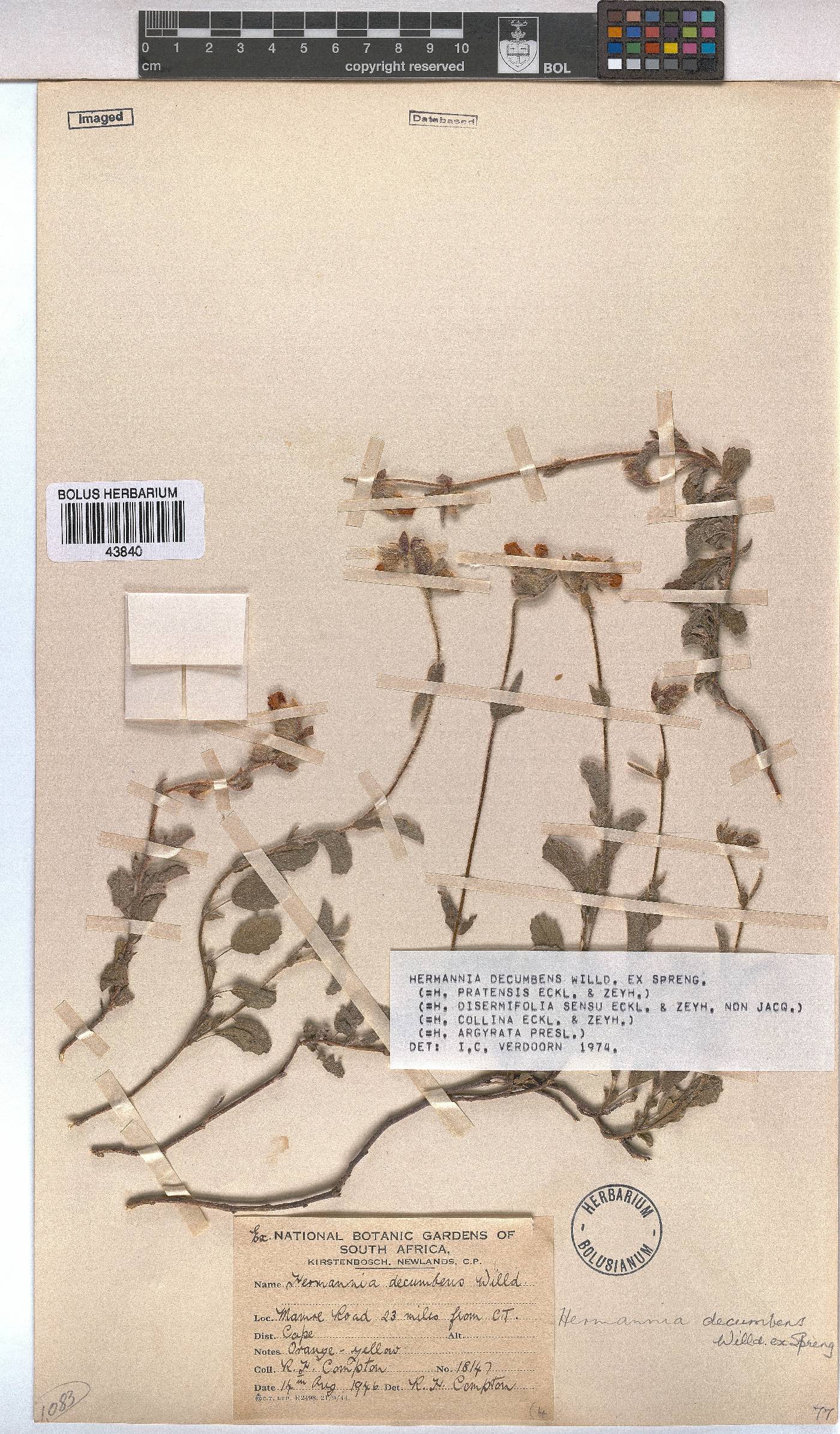 Hermannia decumbens image