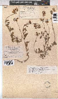 Hermannia decumbens image