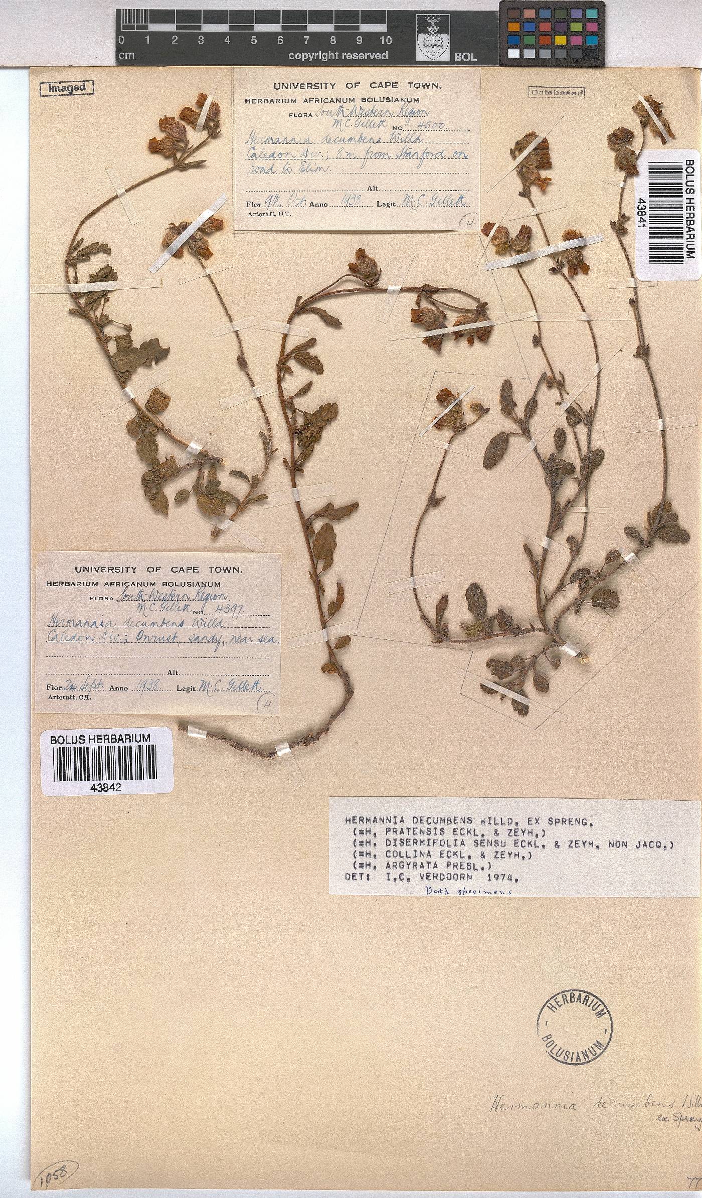 Hermannia decumbens image