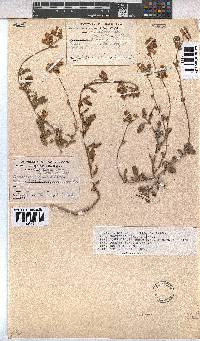 Hermannia decumbens image